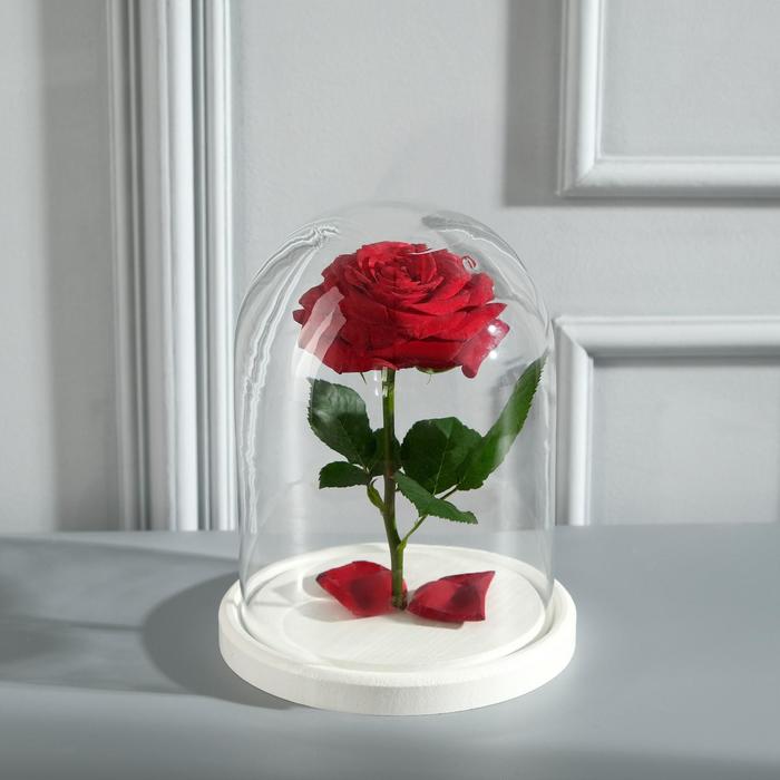 Стеклянный купол - клош на деревянной подставке «Венсан», 20×15 см, МИКС