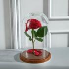 Стеклянный купол-клош на деревянной подставке «Венсан», 25×15 см, коричневый - Фото 2