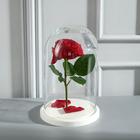 Стеклянный купол-клош на деревянной подставке «Венсан», 25×15 см, белый - Фото 2