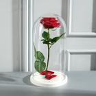 Стеклянный купол-клош на деревянной подставке «Венсан», 30×15 см, белый - Фото 2