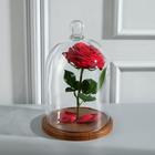 Стеклянный купол-клош с шариком на подставке «Родрик», 27×15 см, коричневый - Фото 2