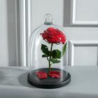 Стеклянный купол-клош с шариком на подставке «Родрик», 24×15 см, чёрный - Фото 2