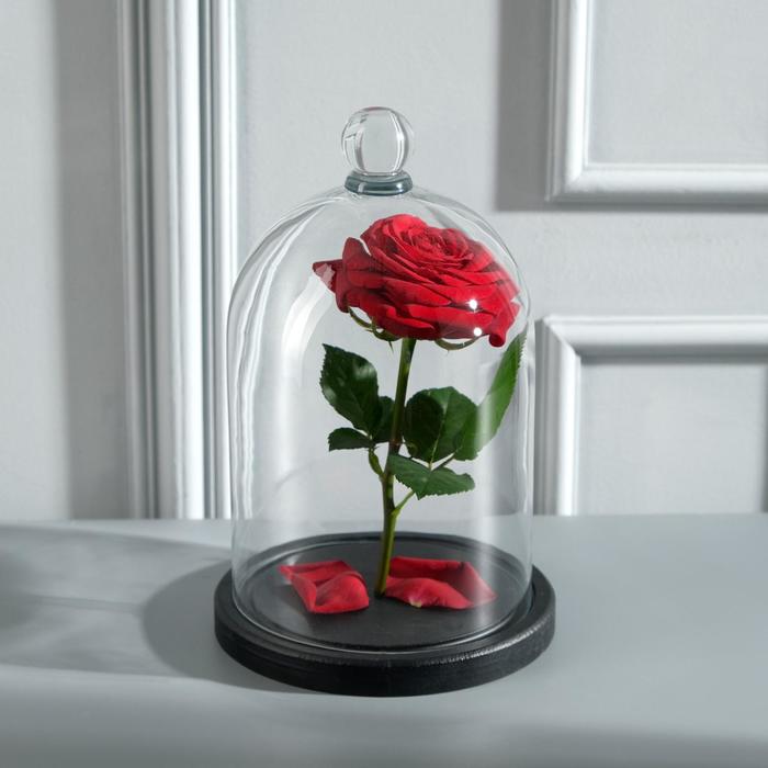 Стеклянный купол - клош с шариком на подставке «Родрик», 24×15 см, чёрный