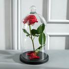 Стеклянный купол-клош с шариком на подставке «Родрик», 29×15 см, чёрный - Фото 2