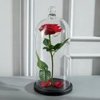 Стеклянный купол - клош с шариком на деревянной подставке «Родрик», 34×15 см, стекло, чёрный - Фото 2