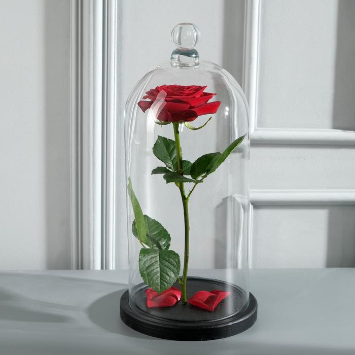 Стеклянный купол - клош с шариком на деревянной подставке «Родрик», 34×15 см, стекло, чёрный