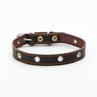 Ошейник кожаный однослойный с рифлёными люверсами, безразмерный, 50 х 2 см, коричневый - фото 24312854