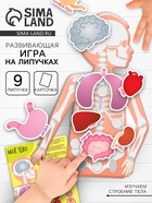 Игра на липучках «Моё тело», анатомия - Фото 1