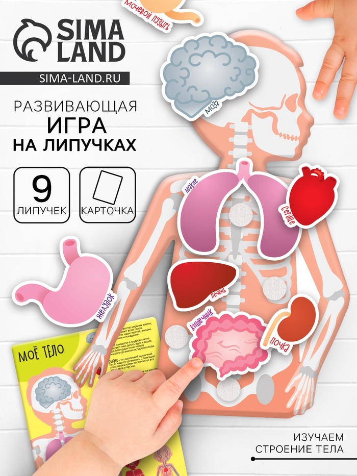 Игра на липучках «Моё тело», анатомия - Фото 1