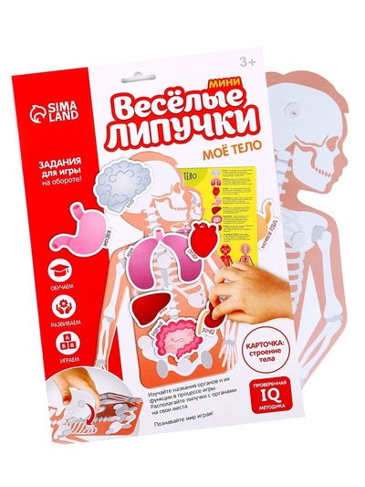 Игра на липучках «Моё тело», анатомия