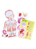 Игра на липучках «Моё тело», анатомия - Фото 3