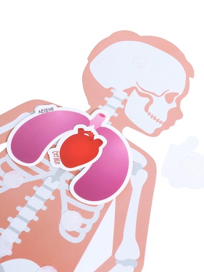 Игра на липучках «Моё тело», анатомия