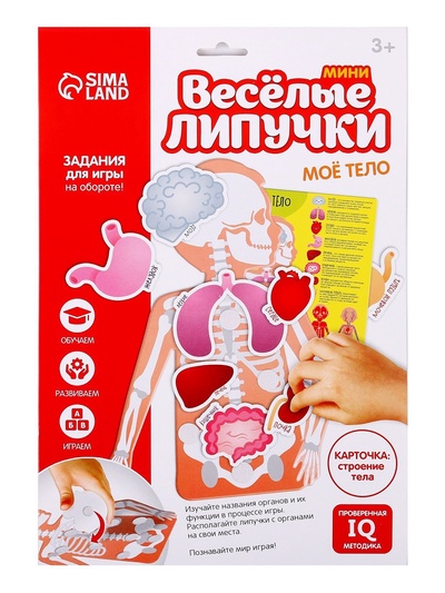 Игра на липучках «Моё тело», анатомия