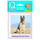 Набор карточек для детей «Породы собак». Малунова М. В. - фото 108497248