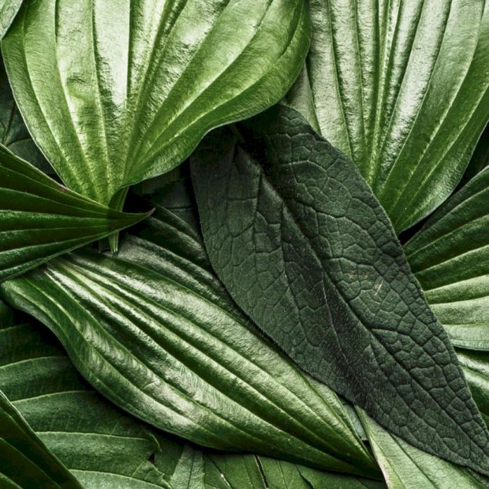 Самоклеящаяся антивандальная пленка для декора " Зеленые листья" 60х155 см - Фото 1