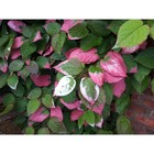 Саженец Актинидия (горшок р9) Адам (мужская), 1 шт, Осень 2025 - Фото 1