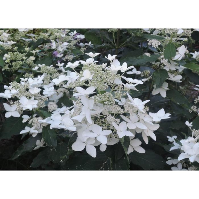 Hortensja bukietowa / Hydrangea paniculata MAGICAL STARLIGHT (R) 'Kolmastar' - C