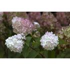 Саженец Гортензия «Пиджи энд фамили», 1 шт., «Сады Урала», Осень 2025 7044368