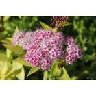 Саженец Спирея (горшок р9) Голдмаунд, 1 шт, Осень 2025 7044390 - фото 8086805