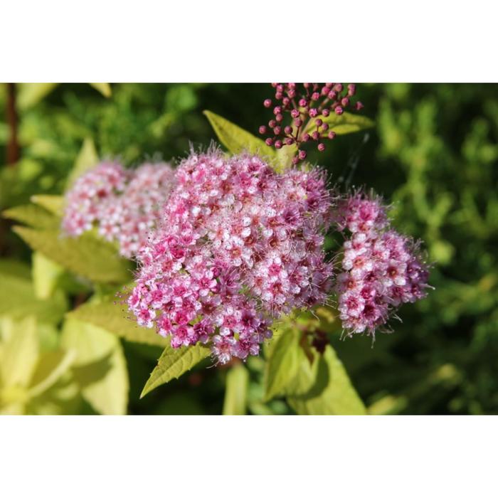 Саженец Спирея (горшок р9) Голдмаунд, 1 шт, Осень 2025 - Фото 1