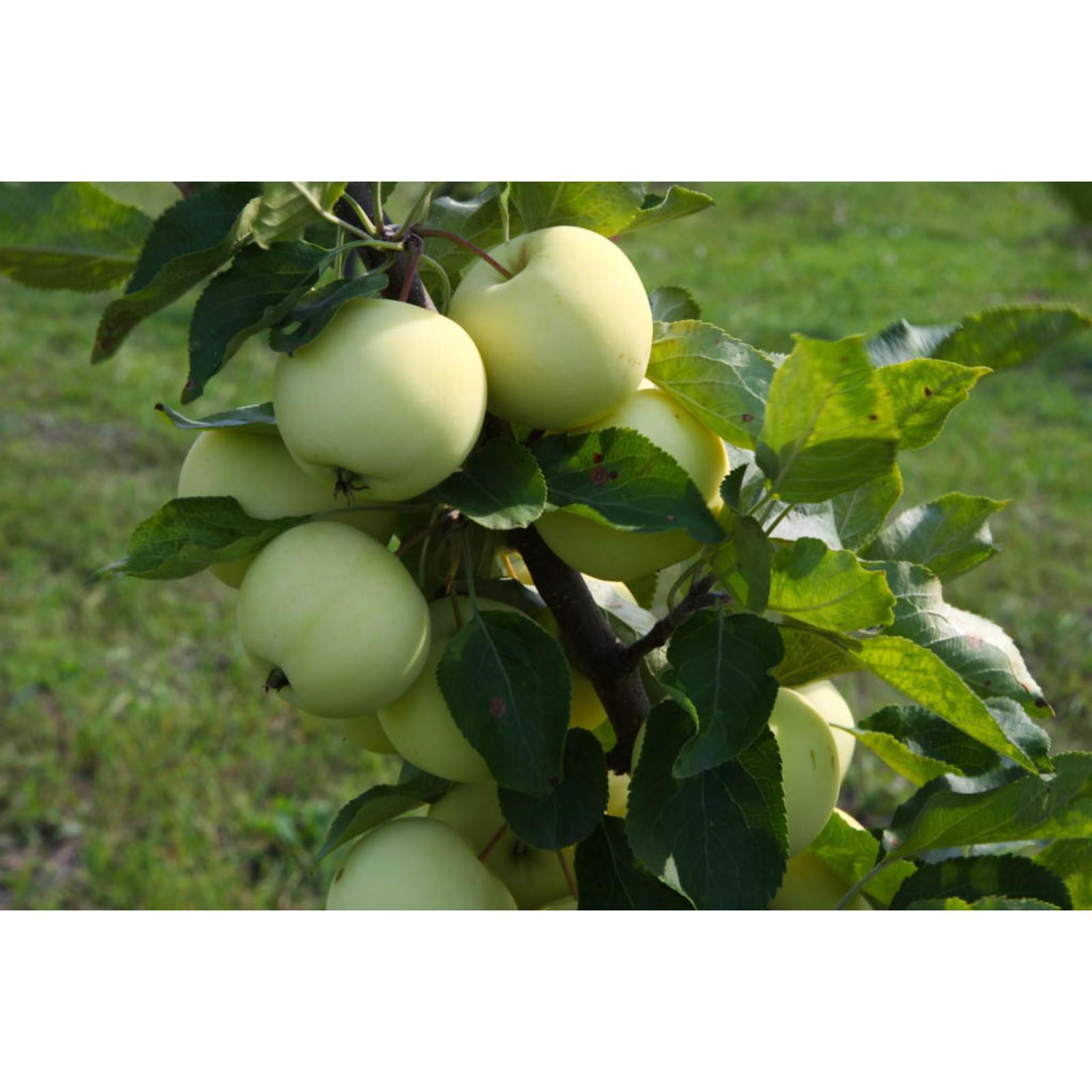 Белый налив описание сорта фото Белый налив описание сорта фото