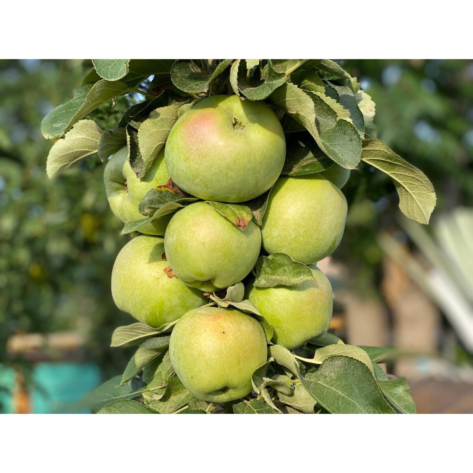 Поэзия яблоня описание фото Поэзия яблоня описание фото