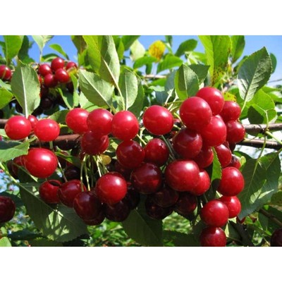 Саженец Вишня (ОКС) Изобильная 1 шт. Весна 2026