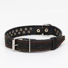 Ошейник кожаный однослойный, клёпаный, 60 х 3 см, ОШ 45-57 см, чёрный - фото 24312977