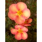 Саженец Курильский чай (горшок р9) Гламур герл, 1 шт, Осень 2025 - Фото 1