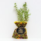 Саженец Курильский чай (горшок р9) Гламур герл, 1 шт, Осень 2025 - Фото 2