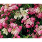 Саженец Спирея (горшок р9) Широбана, 1 шт, Осень 2025 - Фото 1