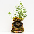 Саженец Спирея (горшок р9) Широбана, 1 шт, Осень 2025 - Фото 2