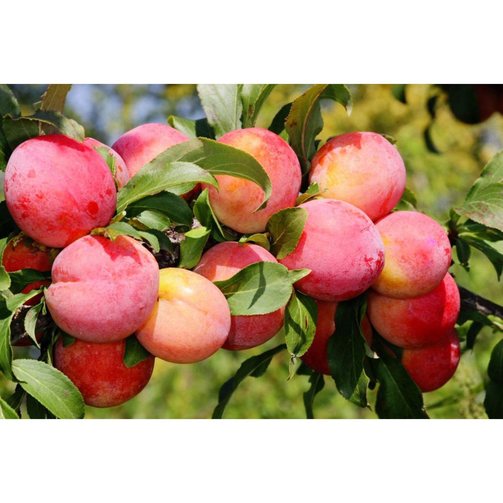 Купить саженцы Слива китайская Жемчужина Урала в Москве и РФ. Описание сорта. Пу