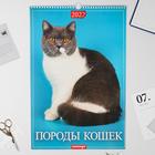 Календарь перекидной на ригеле "Породы кошек" 2022 год, 320х480 мм - Фото 1