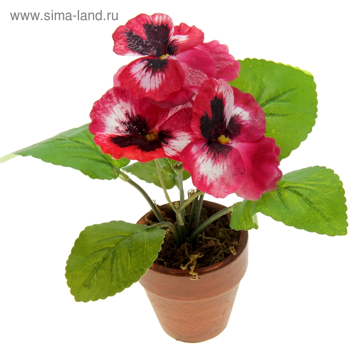 композиция в горшке 21*9 см анютины глазки - Фото 1