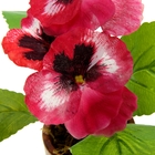 композиция в горшке 21*9 см анютины глазки - Фото 3