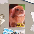 Карманный календарь "Символ года - 5" 2023 год, 7х10см, МИКС - Фото 4