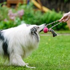 Игрушка канатная "Вираж" с мячом, до 135 г, до 37 см, микс цветов - Фото 7