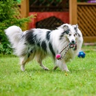 Игрушка канатная «Вираж», с мячом, до 135 г, до 37 см, цвет МИКС  (артикул 5541889)  большой выбор товаров оптом и в розницу по низким ценам с доставкой