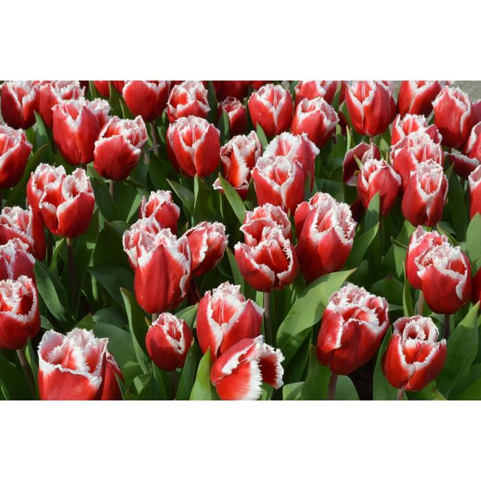 Тюльпан простой поздний МИКС, р-р 11/12, 3 шт, Эконом (7091590) - Купить по цене