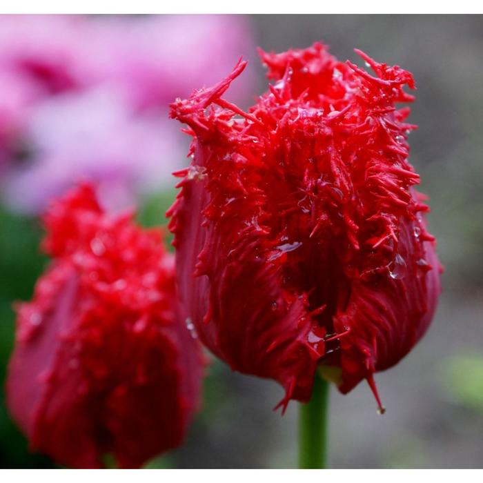 Барбадос тюльпан фото Барбадос тюльпан фото