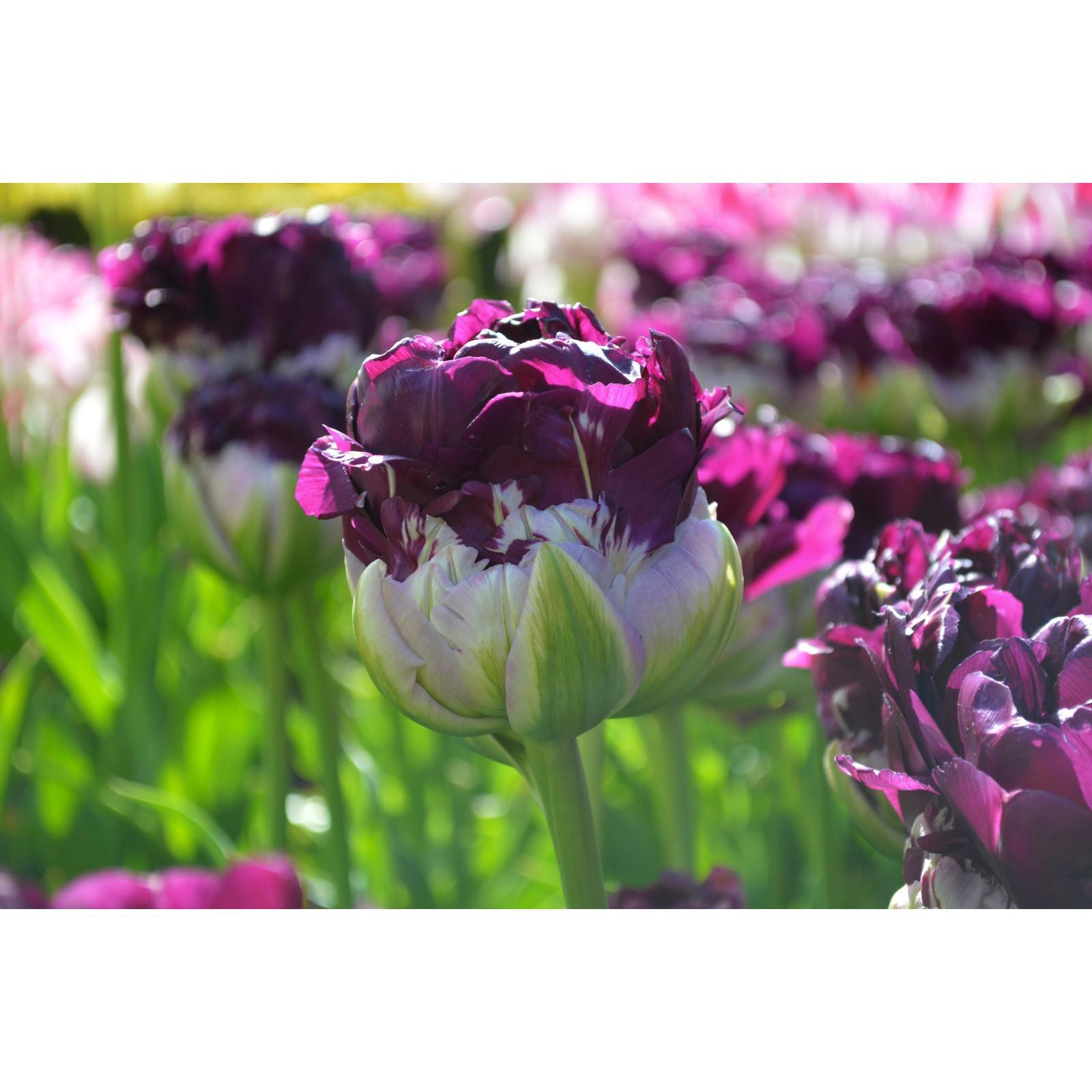 Тюльпан Blue Wow, луковица / Тюльпан Блю Вау - купить в интернет-магазине по низ