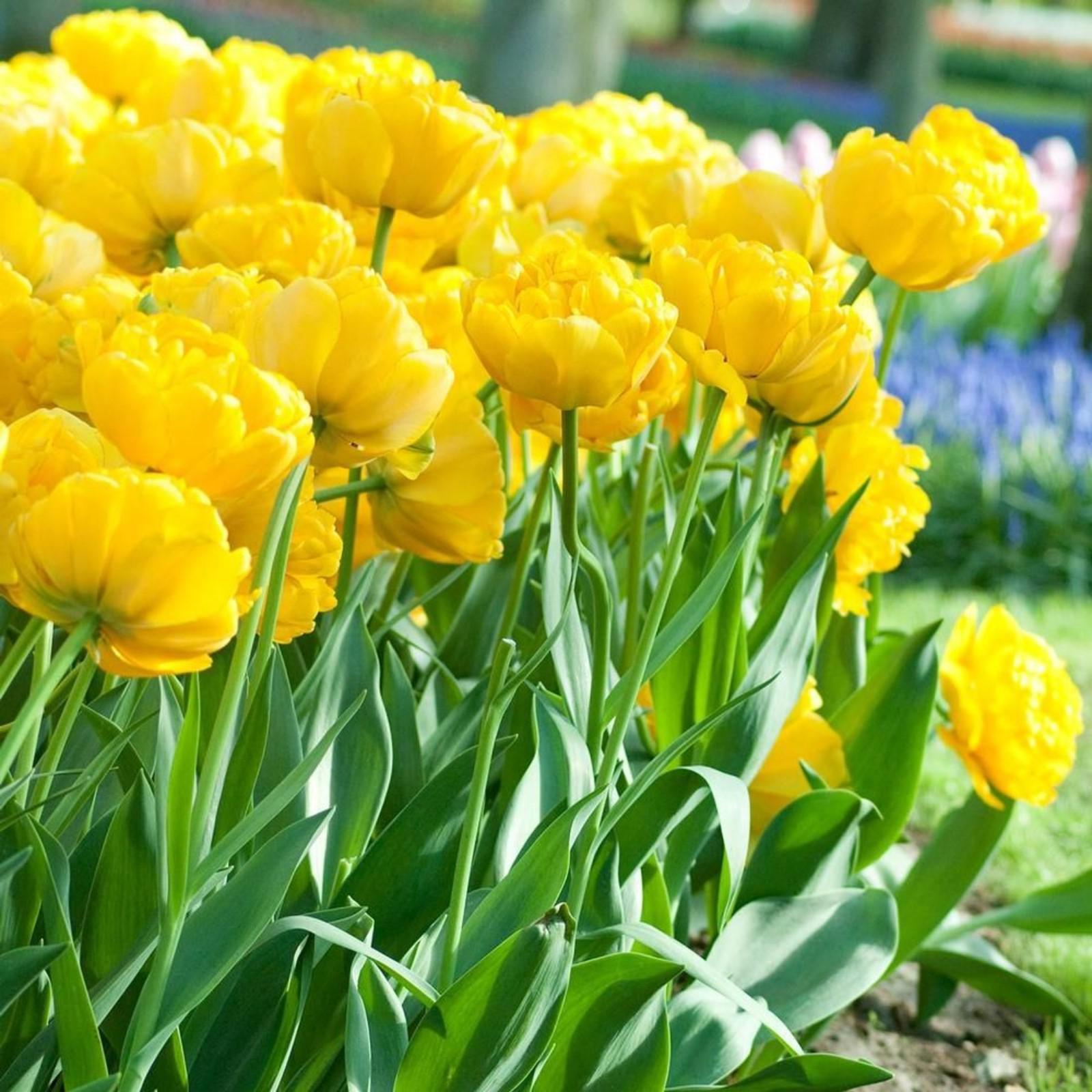 Yellow pomponette тюльпан фото Yellow pomponette тюльпан фото