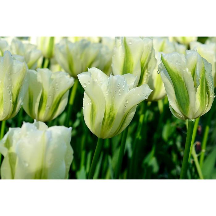 Зеленые тюльпаны фото Зеленые тюльпаны фото