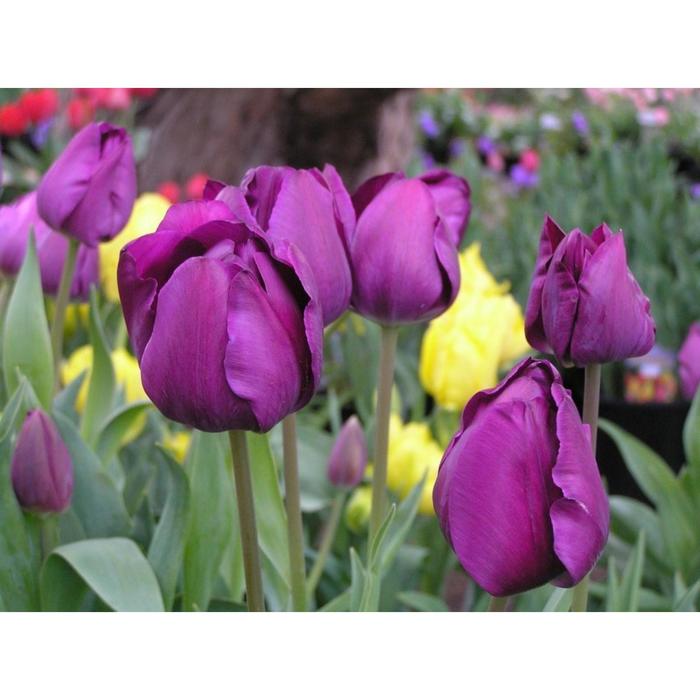 Негрита дабл тюльпан фото Негрита дабл тюльпан фото