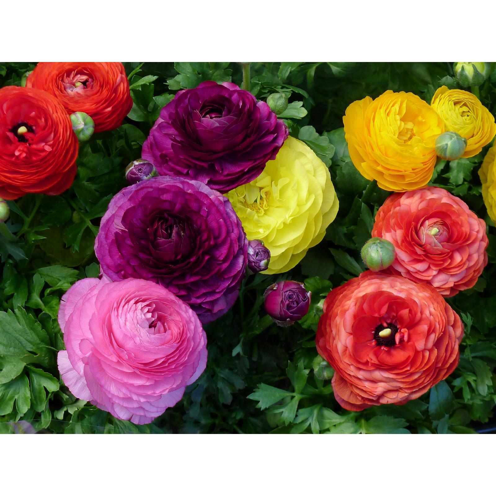 Storing Ranunculus: When And How To Store Ranunculus Bulbs Ranunculus flowers, R