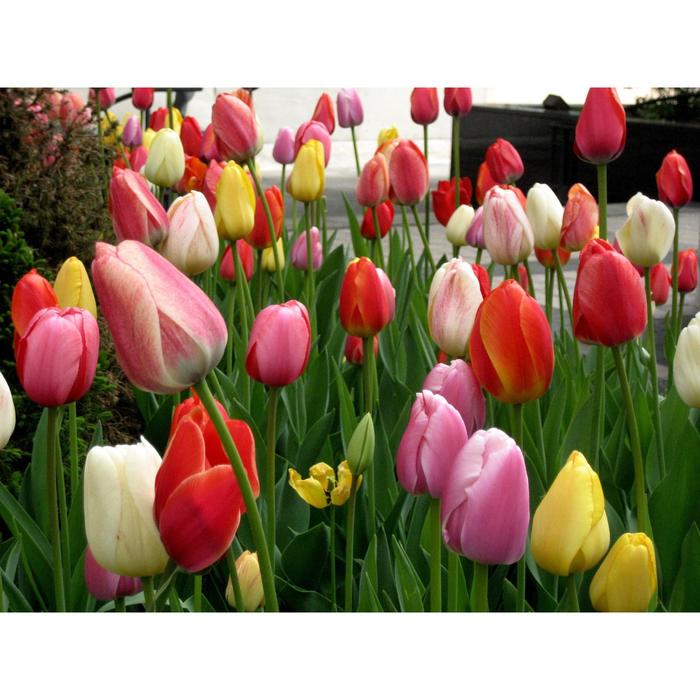 Тюльпан Фонтенбло триумф