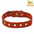 Ошейник однослойный, безразмерный, 56×2.5 см, ОШ 17-44 см, кожа, оранжевый - Фото 2