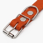 Ошейник однослойный, безразмерный, 56×2.5 см, ОШ 17-44 см, кожа, оранжевый - Фото 5