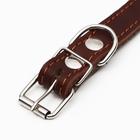Ошейник комбинированный кожа/брезент, безразмерный, 54 х 2.5 см, ОШ 17-45 см, коричневый - Фото 4